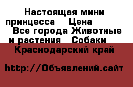 Настоящая мини принцесса  › Цена ­ 25 000 - Все города Животные и растения » Собаки   . Краснодарский край